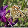 polyommat bellargus female2 don1